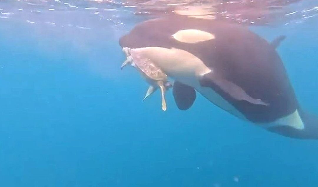 Pescadores Graban a Orcas Devorando una Tortuga Marina en Colima