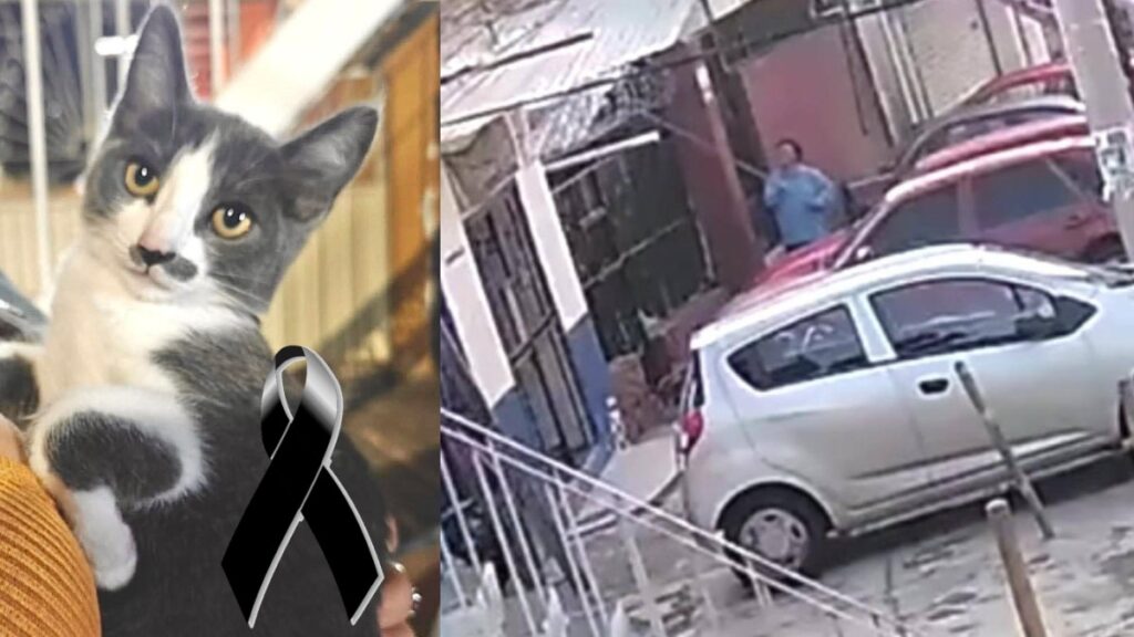 Gerónimo N Vinculado a Proceso por la Muerte del Gatito Gary en Guanajuato