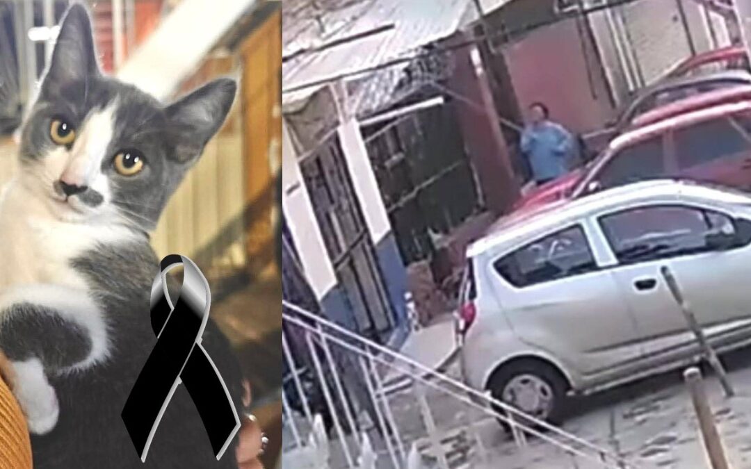 Gerónimo N Vinculado a Proceso por la Muerte del Gatito Gary en Guanajuato