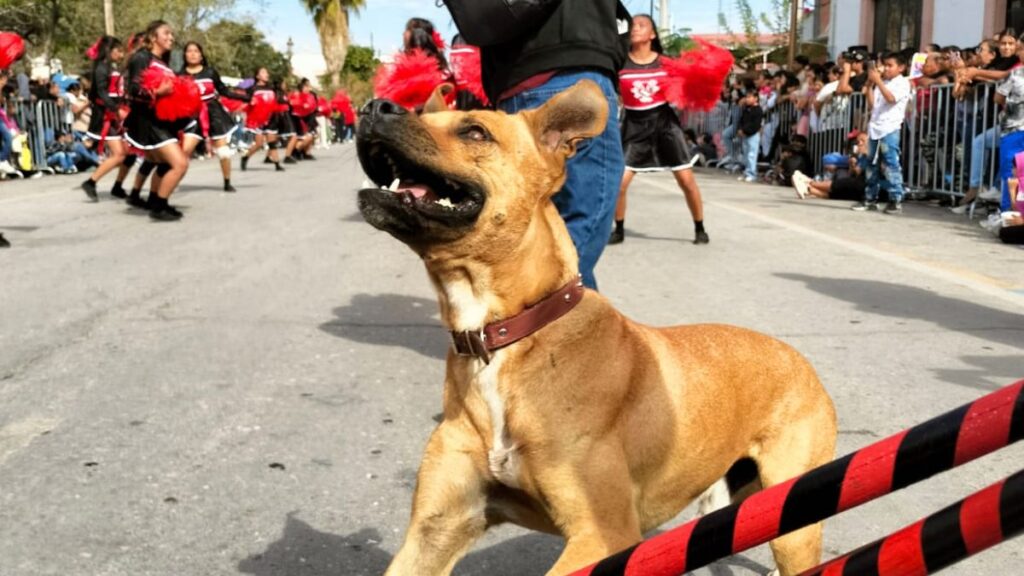 ¡Ayuda a encontrar a Toño, el perro bailarín de San Pedro que conquistó La Laguna!