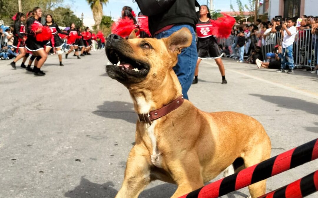 ¡Ayuda a encontrar a Toño, el perro bailarín de San Pedro que conquistó La Laguna!