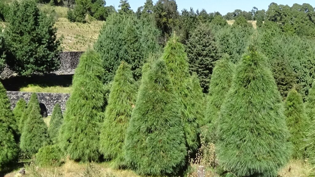 Encuentra los Mejores Árboles de Navidad Naturales en Querétaro 2025: Precios y Ubicaciones