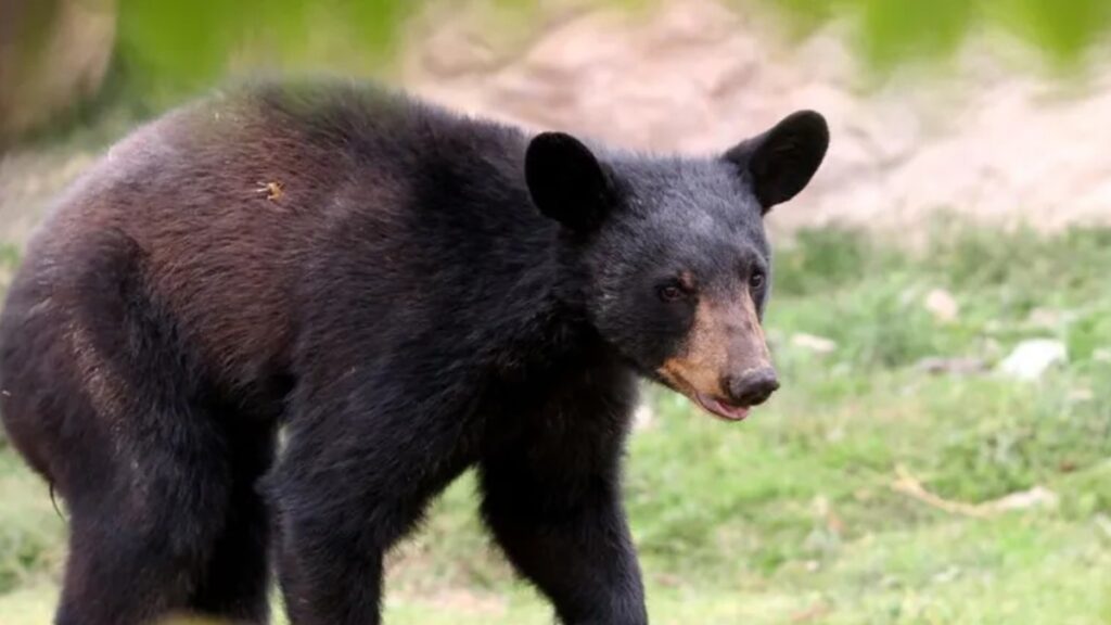 Debate en Redes Sociales tras Ataque de Oso a su Cuidador durante un Show