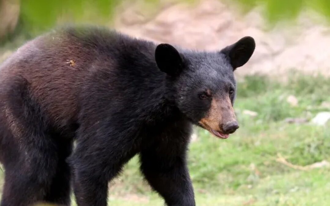 Debate en Redes Sociales tras Ataque de Oso a su Cuidador durante un Show