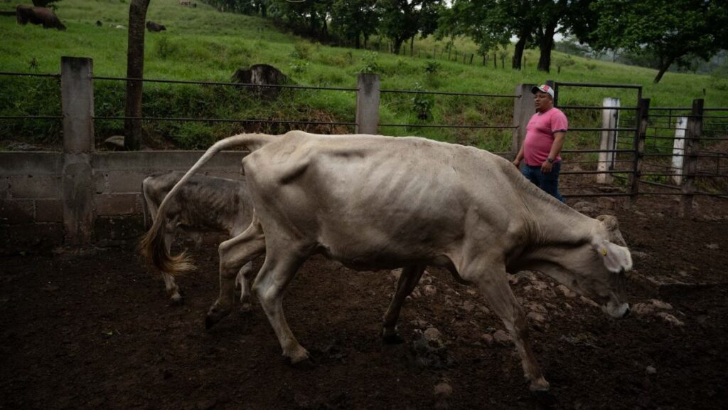 Oaxaca Aumenta Vigilancia Sanitaria Ante Casos de Gusano Barrenador en Humanos