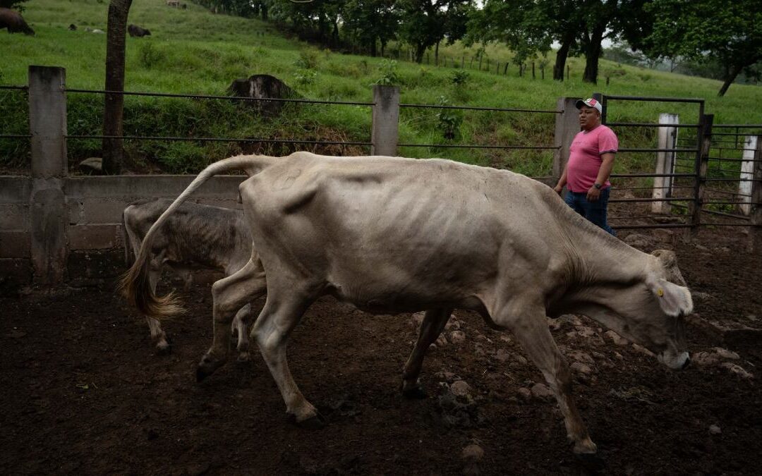 Oaxaca Aumenta Vigilancia Sanitaria Ante Casos de Gusano Barrenador en Humanos