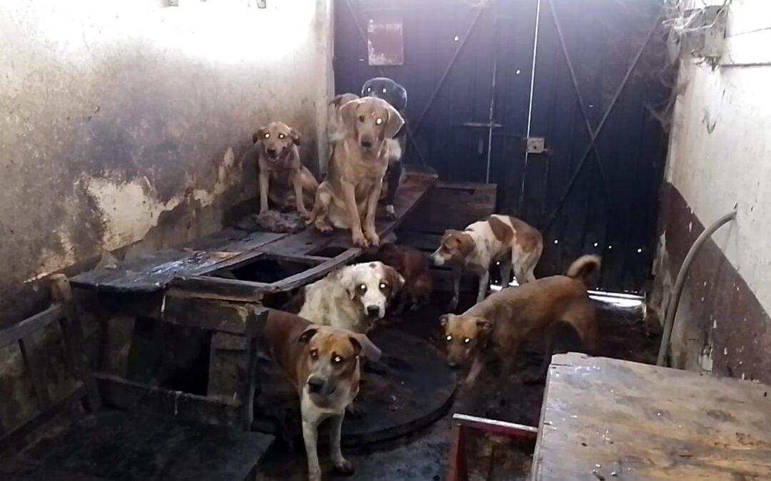 Tlaquepaque Aprueba Aumento de Sanciones por Maltrato Animal: Prohibición de Cortar Orejas y Cola