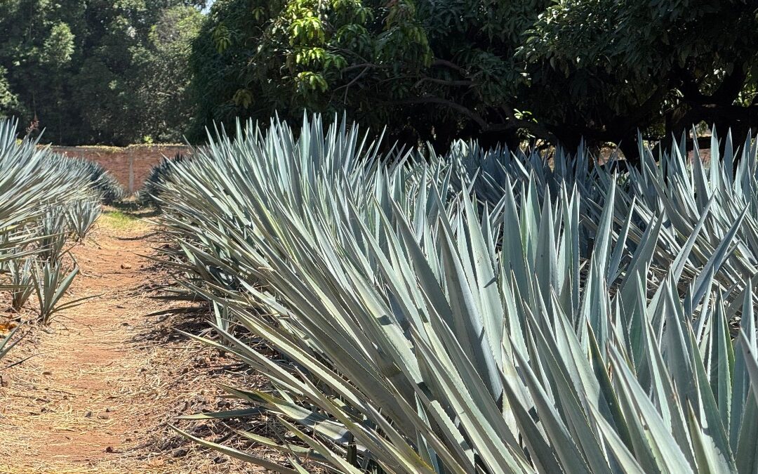 Pueblos Mágicos: El Motor Turístico que Acelera el Cierre de Año en Jalisco