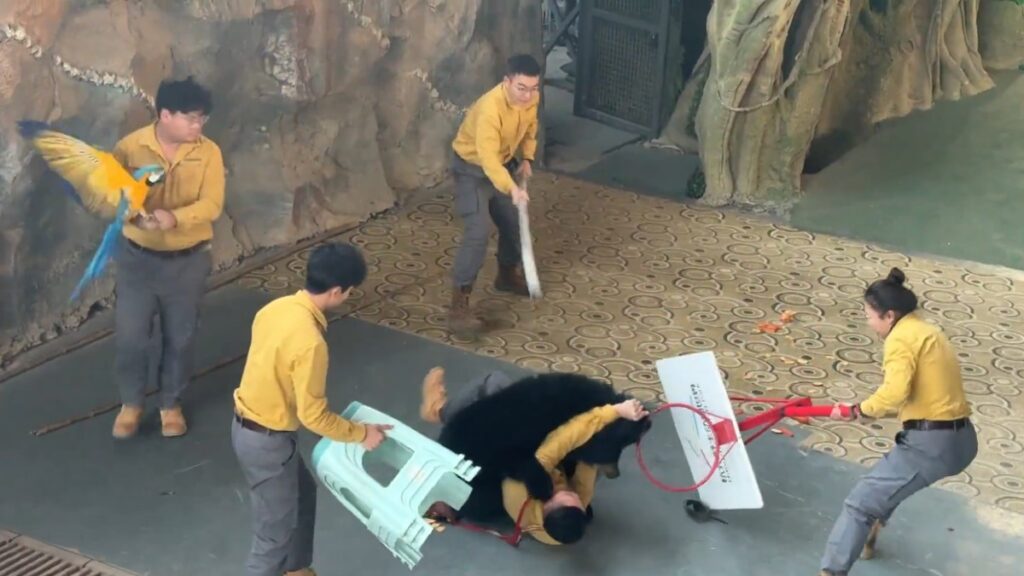 El impactante ataque de un oso negro a su cuidador en un espectáculo del zoológico de Phoenix