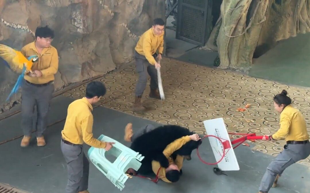 El impactante ataque de un oso negro a su cuidador en un espectáculo del zoológico de Phoenix